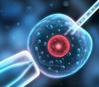 第五天的囊胚4bc质量怎么样？